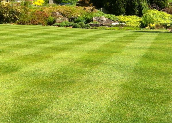 Commercial Grass Cutting in Auburn
