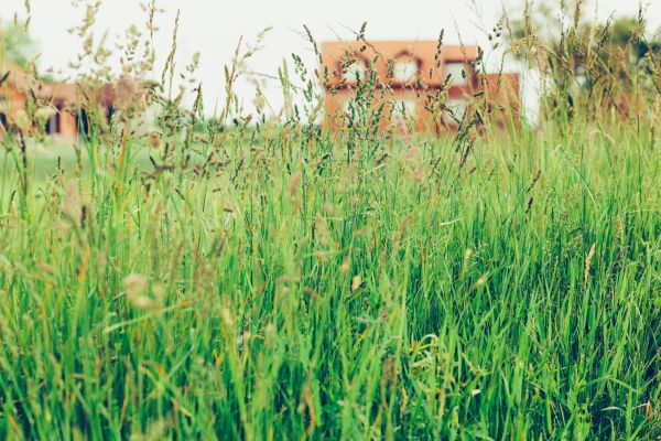 Tall Grass Cutting in Auburn