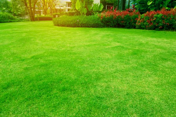 Grass Maintenance in Auburn