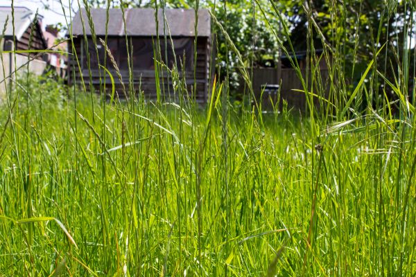 Overgrown Lawn Trimming in Auburn