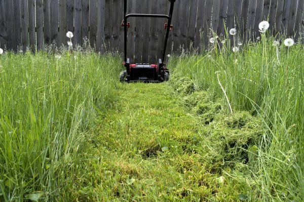 High Grass Mowing in Auburn