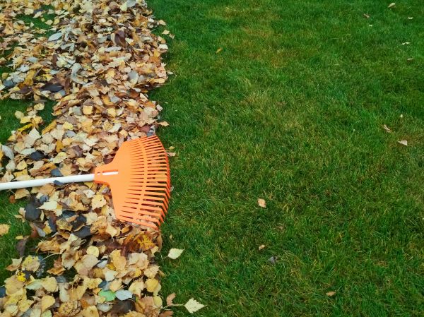 Fall Lawn Care in Auburn