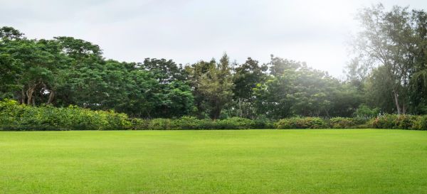 Golf Course Mowing in Auburn
